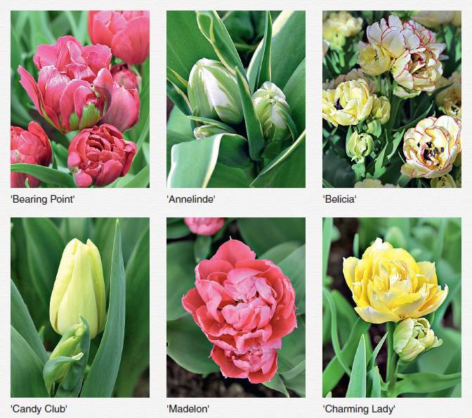 Тюльпаны многоцветковые фото