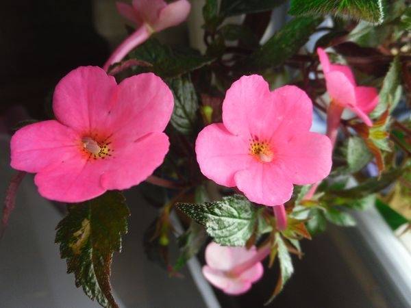 Розовый цветок название