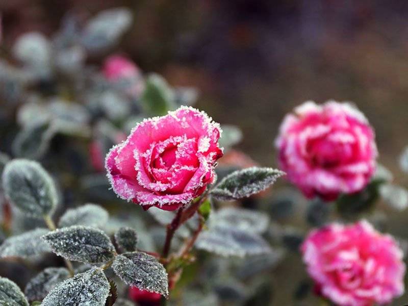 Какой мороз выдерживают розы без укрытия