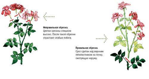 Особенности роз сорта Осирия