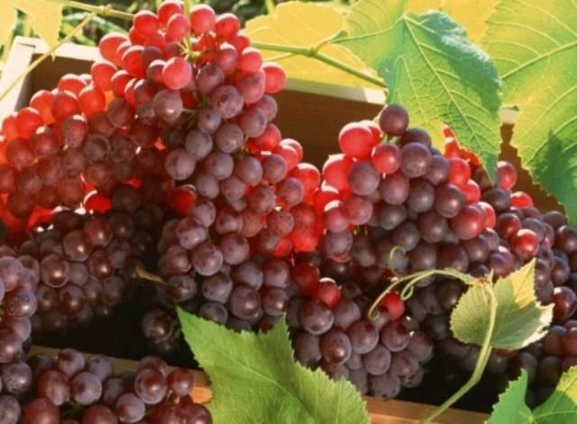 Обрезка винограда осенью фото