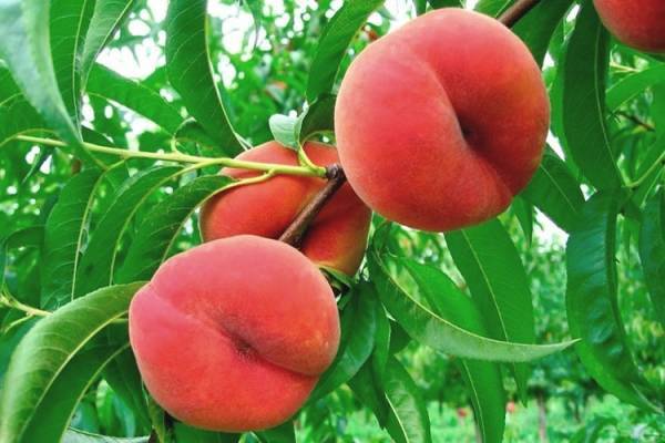 Выбирать персики для извлечения косточек нужно из районированных сортов, не с привитого дерева