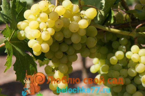 Лучшие сорта винограда для средней полосы россии