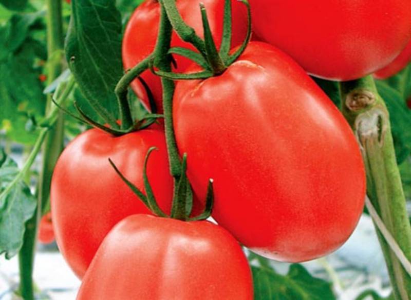 Новинки томатов от сибирского сада