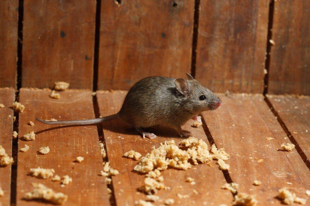 Избавление от мышей в доме