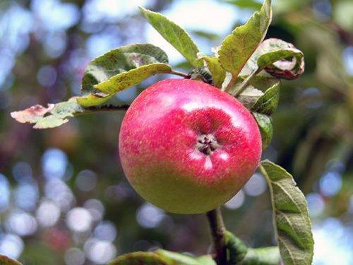 Уход за карликовыми яблонями