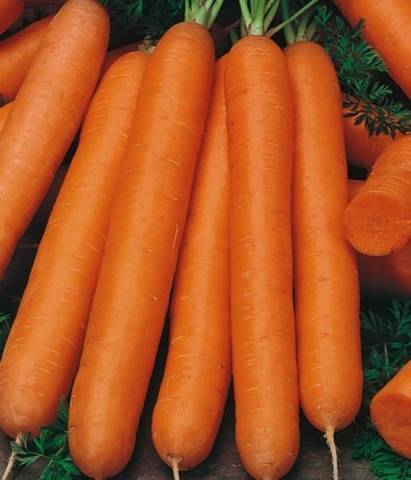 Морковь детская сладкая