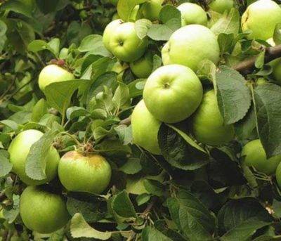 Какие зимние сорта яблонь стоит посадить