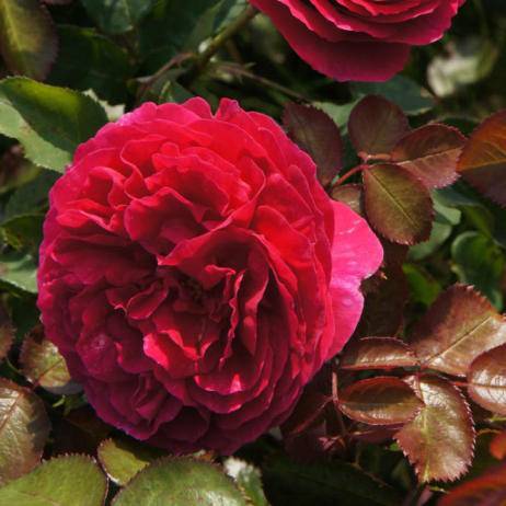Пионовидные розы название сорта с фото