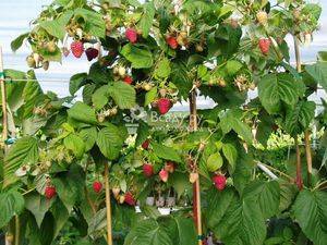 Ремонтантные сорта ароматной ягоды