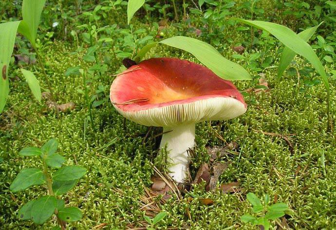 Ярким примером пластинчатых грибов могут послужить сыроежки
