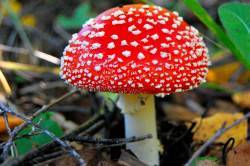 Пластинчатые грибы съедобные и ядовитые