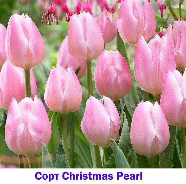 Розовый тюльпан Christmas Pearl