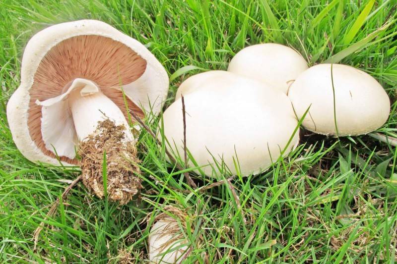 Условно ядовитые грибы
