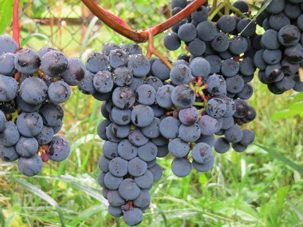 Белые сорта винограда для вина