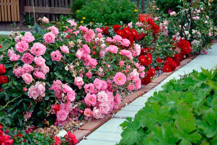 Подкормка роз весной и летом