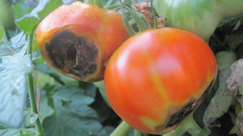Как получить хороший урожай помидор в теплице
