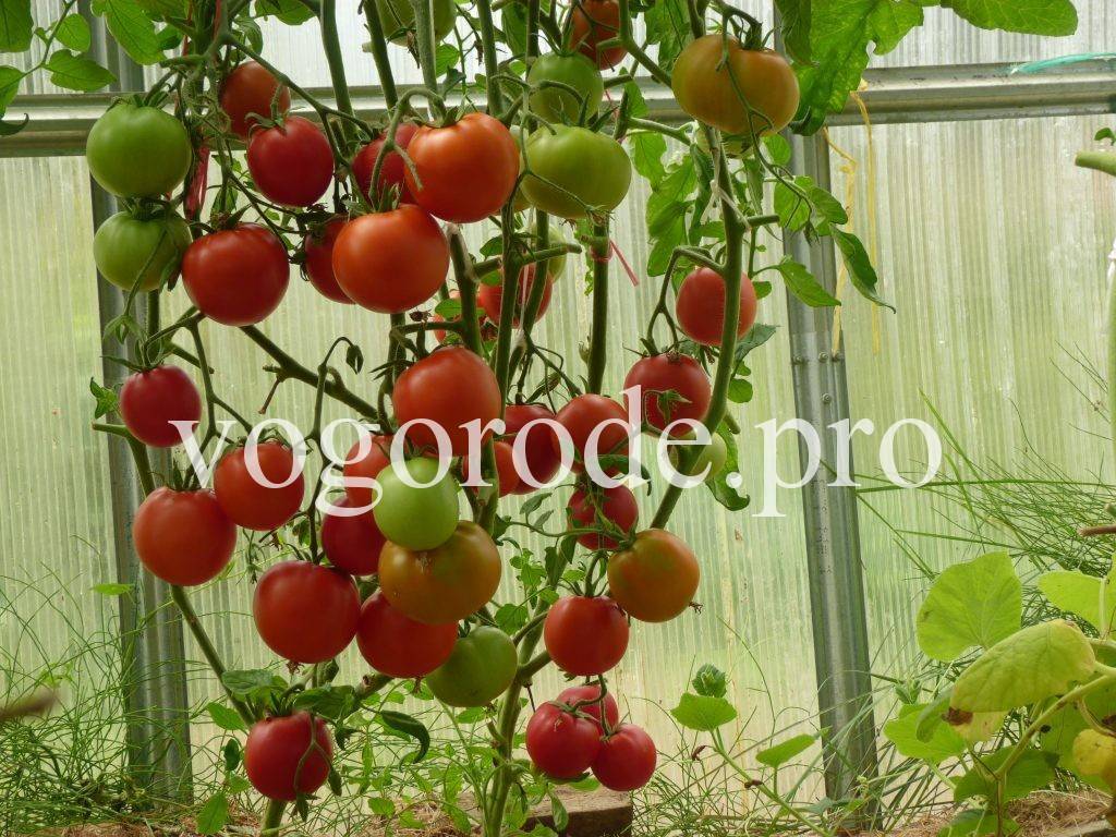 Как защитить помидоры от фитофтороза, профилактика фитофтороза.