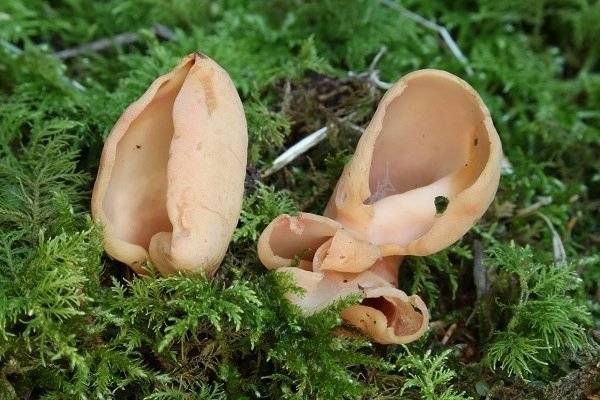Какие бывают грибы съедобные и несъедобные