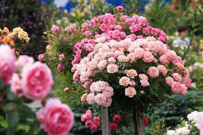 Разнообразие сортов кустовых роз для сада