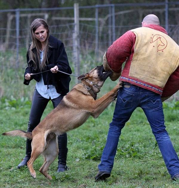 Обучение охранного пса