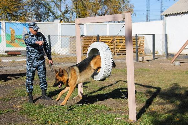 Тренировка собаки опытным инструктором