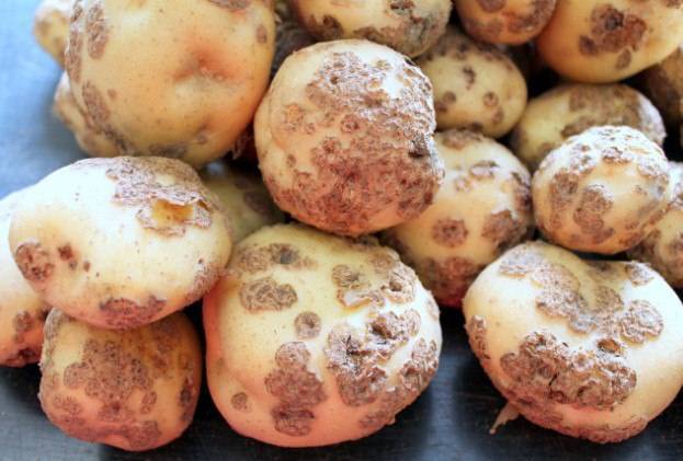 Болезни картофеля парша обыкновенная как избавиться