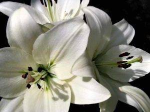 Цветок белой лилии