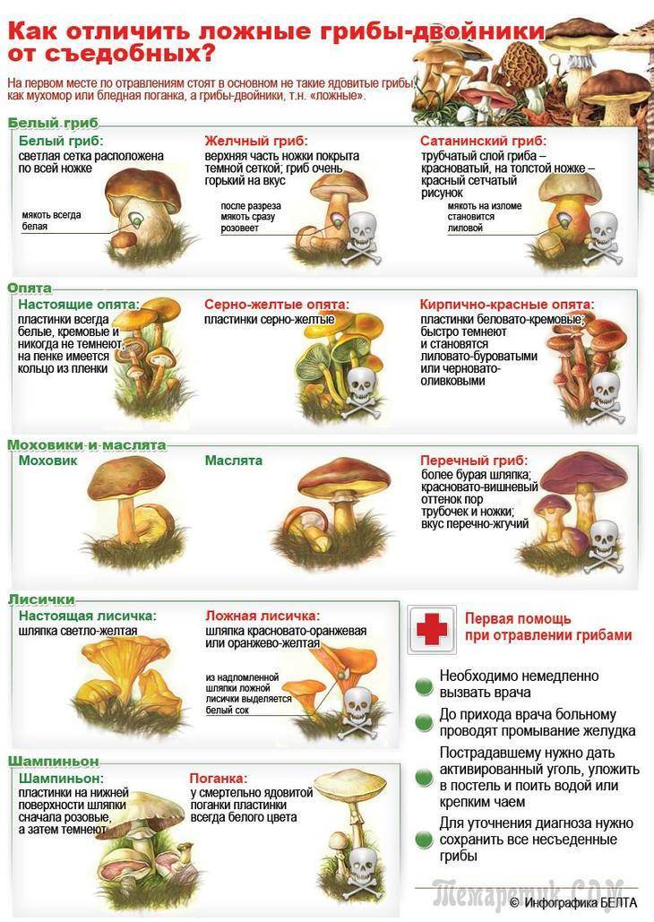 как определить ядовитый гриб или нет