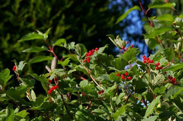 Калина - полезная ягода и украшение сада