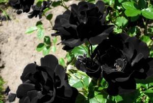 Сорта черных роз с фото и названиями