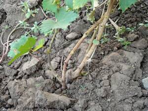 Проращивание черенков винограда осенью