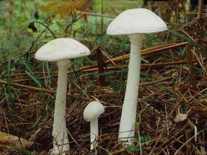 Осторожно, ядовитые грибы