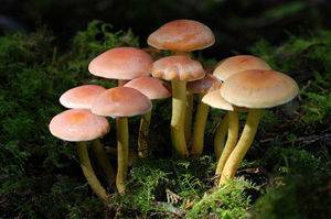 Ядовитые виды грибов