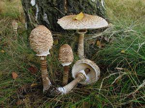 Как различать грибы съедобные и несъедобные
