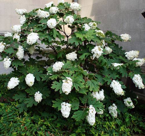 Гортензия дуболистная белоснежные купола выращивание из семян
