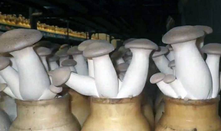 Как вырастить белые грибы на даче