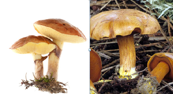 Как узнать съедобный гриб или нет