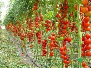 Пасынкование томатов в теплице