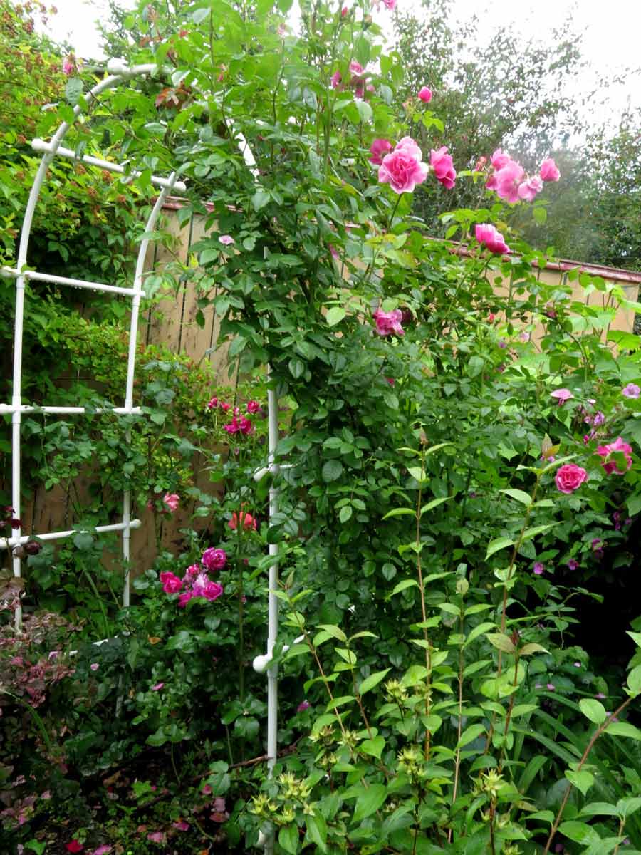 Цветочные арки в саду фото