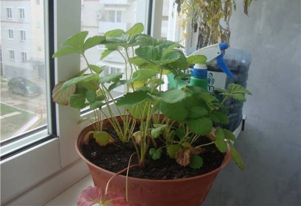 Как вырастить клубнику на балконе