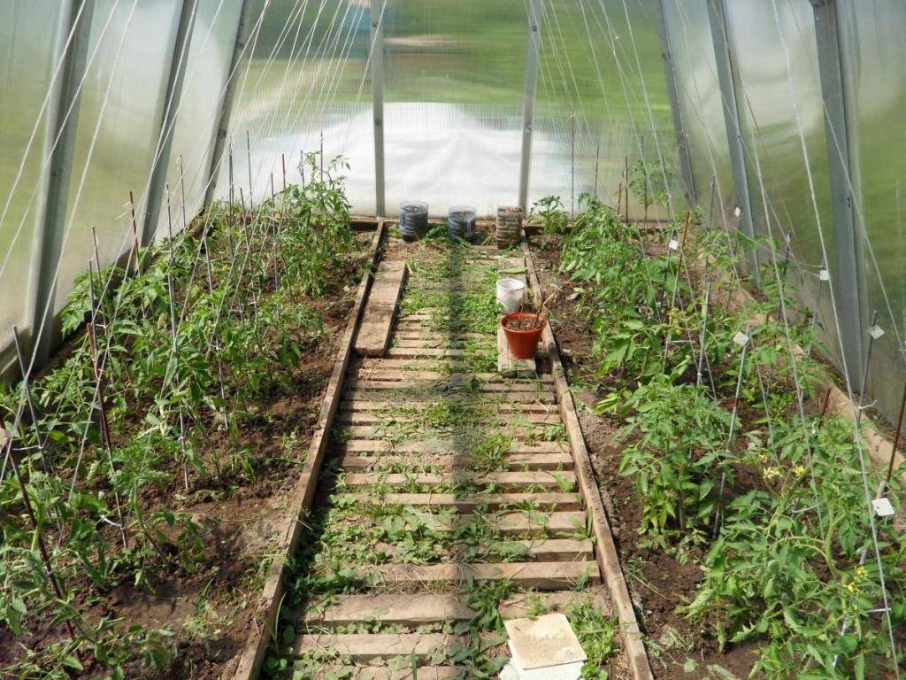 Как выращивать арбузы в теплице
