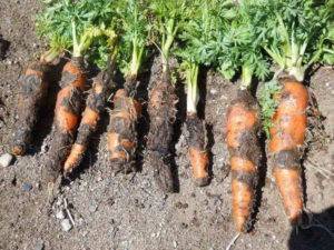 Альтернариоз моркови