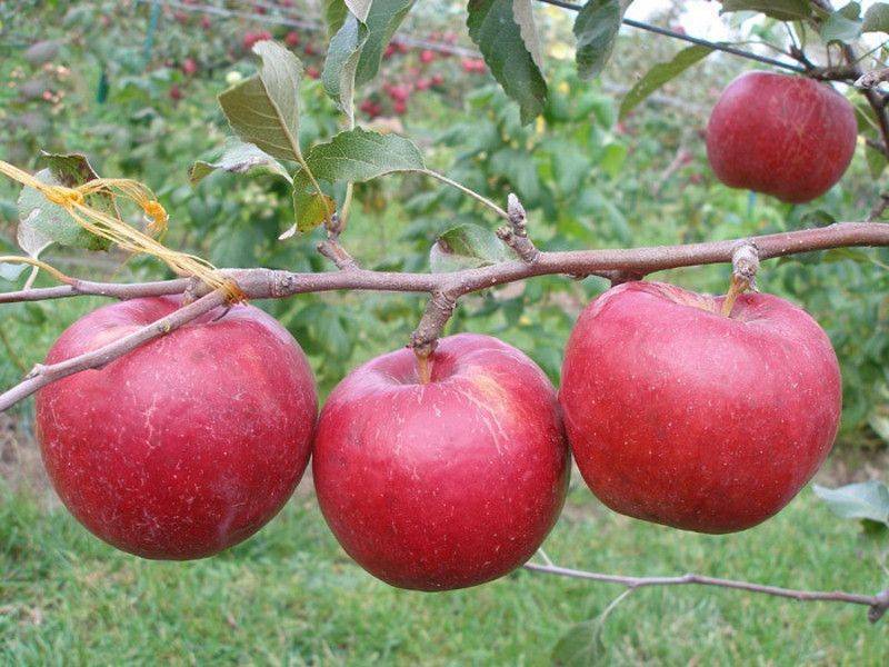сорта яблок позднего созревания – Рубиновое Дуки