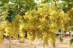 как выращивать виноград