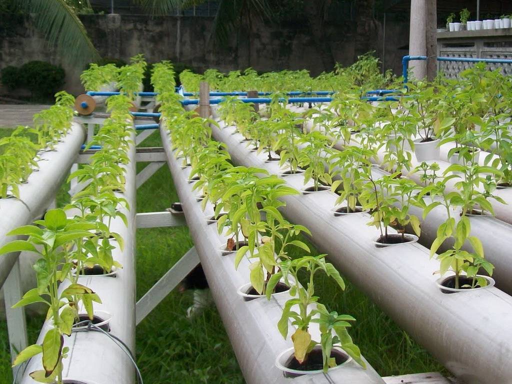 гидропонное выращивание растений