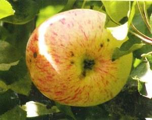 Яблоки Полосатые Сорта Фото