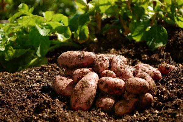 Что можно садить после картофеля в огороде