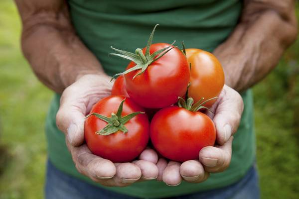 Какие сорта помидоров рекомендуется выращивать в теплицах