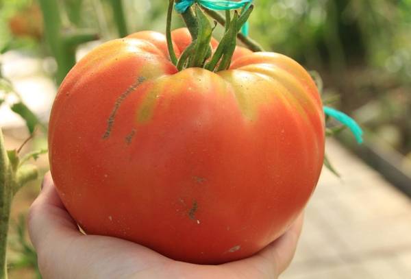 Самые урожайные помидоры для теплиц